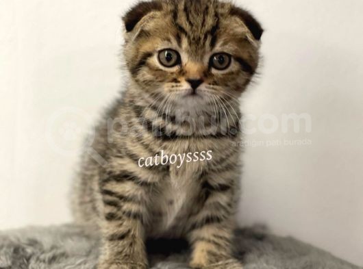 Black Golden Tabby Scottish Fold Erkek Yavrumuz görsel