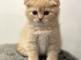Cream Scottish Fold Erkek Yavrumuz
