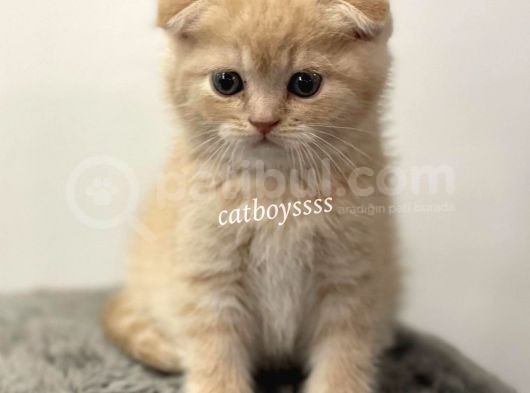 Cream Scottish Fold Erkek Yavrumuz görsel