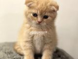 Cream Scottish Fold Erkek Yavrumuz