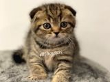 Black Golden Tabby Scottish Fold Erkek Yavrumuz