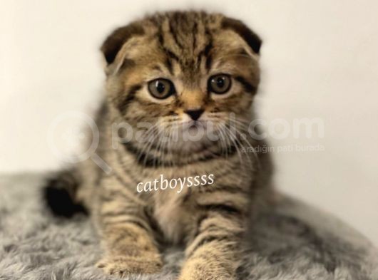 Black Golden Tabby Scottish Fold Erkek Yavrumuz görsel