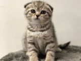 Silver Tabby Scottish Fold Dişi Yavrumuz