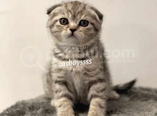 Silver Tabby Scottish Fold Dişi Yavrumuz görsel