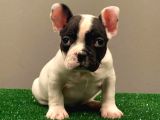 Muhteşem Maskeli French Bulldog Dişi Yavrumuz