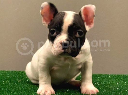 Muhteşem Maskeli French Bulldog Dişi Yavrumuz görsel