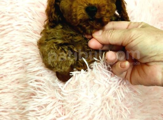 Poodle Toy Yavrularim