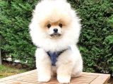 Pomeranian Boo Tıraşlı Safkan Yavrumuz