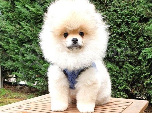 Pomeranian Boo Tıraşlı Safkan Yavrumuz görsel