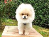 Pomeranian Boo Tıraşlı Safkan Yavrumuz