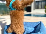 3.5 Aylık Erkek Red Toy Poodle