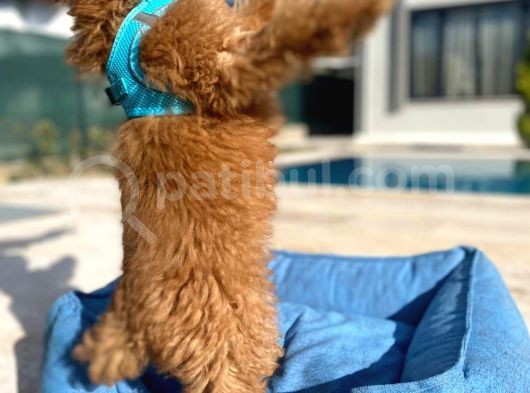 3.5 Aylık Erkek Red Toy Poodle