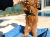 3.5 Aylık Erkek Red Toy Poodle