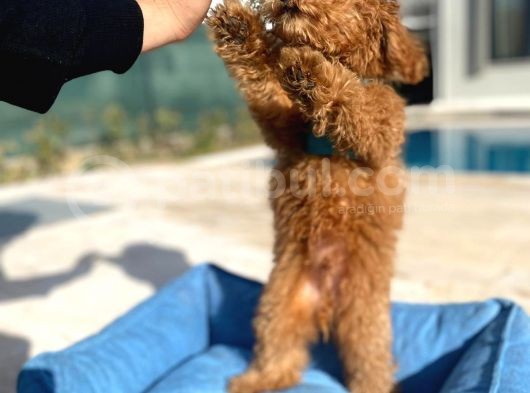 3.5 Aylık Erkek Red Toy Poodle görsel