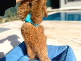 3.5 Aylık Erkek Red Toy Poodle