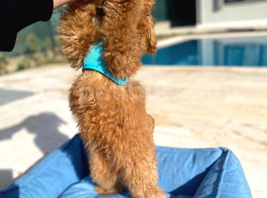 3.5 Aylık Erkek Red Toy Poodle görsel
