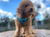 3.5 Aylık Erkek Red Toy Poodle