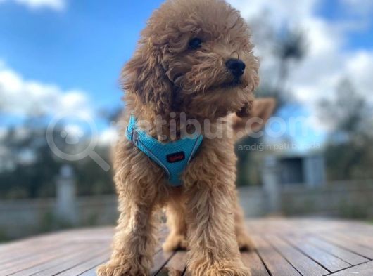 3.5 Aylık Erkek Red Toy Poodle görsel