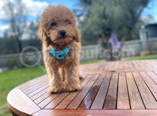 3.5 Aylık Erkek Red Toy Poodle görsel