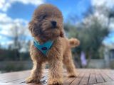 3.5 Aylık Erkek Red Toy Poodle