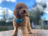 3.5 Aylık Erkek Red Toy Poodle
