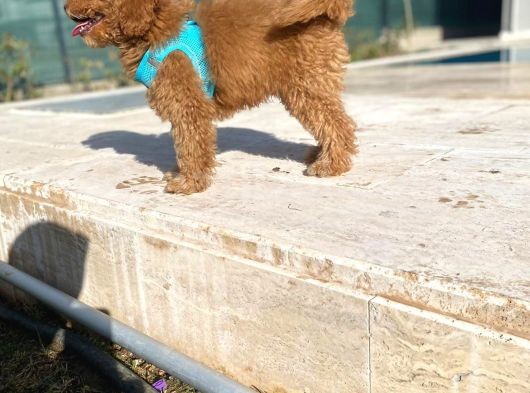 3.5 Aylık Erkek Red Toy Poodle görsel
