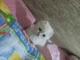 Erkek Scotti̇sh Fold Si̇lver