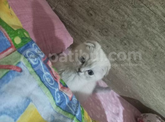 Erkek Scotti̇sh Fold Si̇lver görsel
