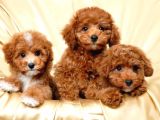 Teacup Toy Poodle Redbrown Apricot Safkan Gerçek Orjinal