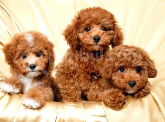 Teacup Toy Poodle Redbrown Apricot Safkan Gerçek Orjinal görsel