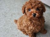 Teacup Toy Poodle Redbrown Apricot Safkan Gerçek Orjinal