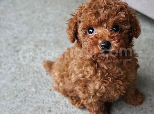 Teacup Toy Poodle Redbrown Apricot Safkan Gerçek Orjinal