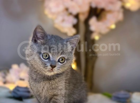 Orji̇nal Safkan Bri̇ti̇sh Shorthai̇r Blue görsel