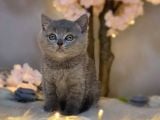 Orji̇nal Safkan Bri̇ti̇sh Shorthai̇r Blue