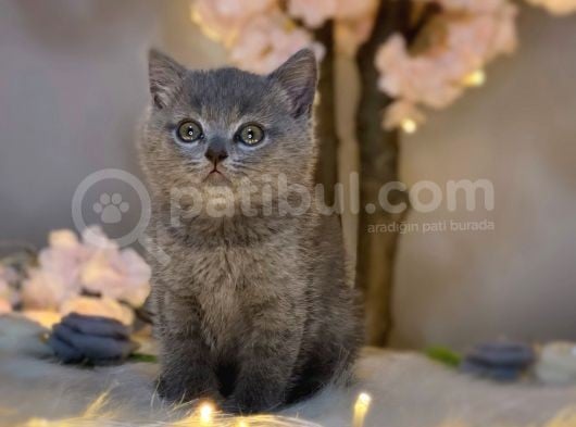 Orji̇nal Safkan Bri̇ti̇sh Shorthai̇r Blue