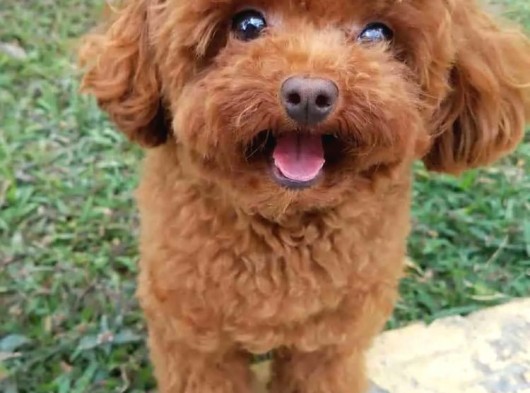 Teacup Toy Poodle Redbrown Apricot Safkan Gerçek Orjinal görsel