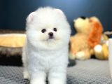 Sağlık Ve Irk Garantili Pomeranian Yavrularımız