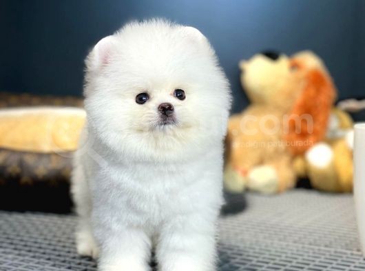 Sağlık Ve Irk Garantili Pomeranian Yavrularımız görsel