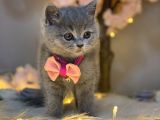 Yuvarlak Surat British Shorthair Blue