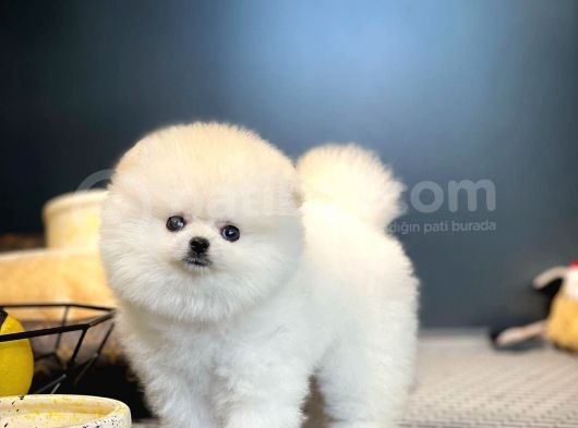 Sağlık Ve Irk Garantili Pomeranian Yavrularımız görsel