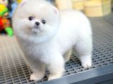 Sağlık Ve Irk Garantili Pomeranian Yavrularımız