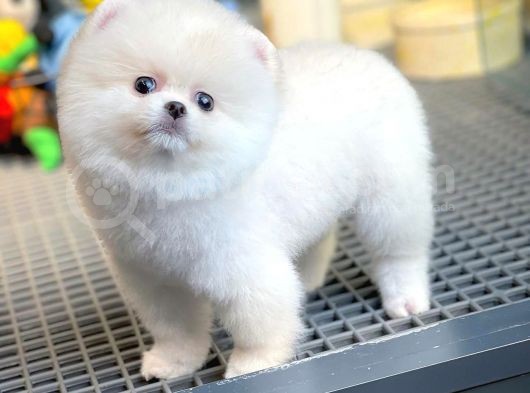 Sağlık Ve Irk Garantili Pomeranian Yavrularımız görsel