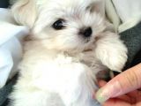 Teacup Sıfır Numara Orjinal Beyaz Maltese Terrier Kore terrier