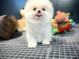 Yeni Gelen Tedybear Pomeranian Yavrularımız