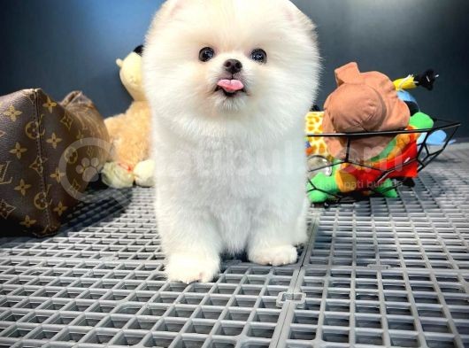 Yeni Gelen Tedybear Pomeranian Yavrularımız görsel