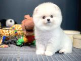 Yeni Gelen Tedybear Pomeranian Yavrularımız