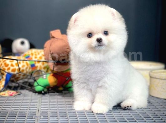 Yeni Gelen Tedybear Pomeranian Yavrularımız görsel