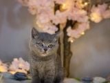 Orji̇nal Safkan Bri̇ti̇sh Shorthai̇r Blue