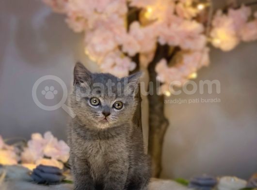 Orji̇nal Safkan Bri̇ti̇sh Shorthai̇r Blue görsel