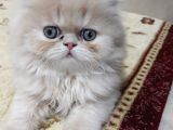 Pamuk Şeker Yavrularimiz